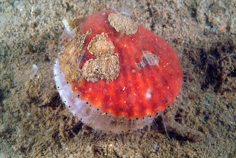 Aequipecten opercularis: bivalve dai 1000 occhi